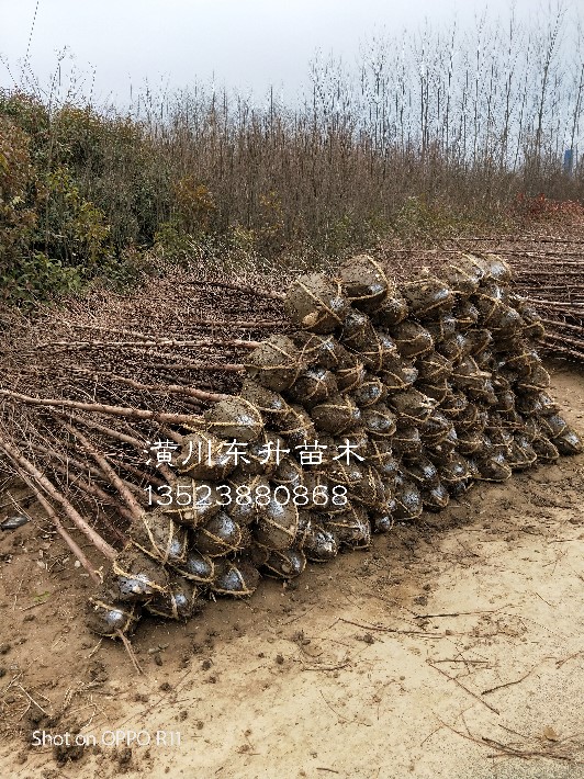 IMG208_副本.jpg