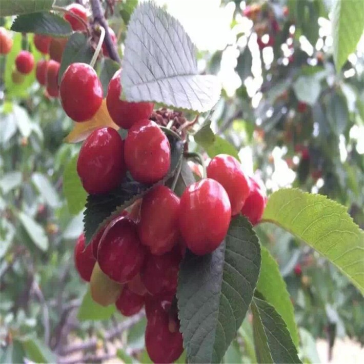 黑珍珠樱桃苗适不适合南北方种植出售黑珍珠樱