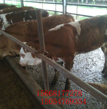 【农村小规模养牛20头利木赞牛的优点和缺点