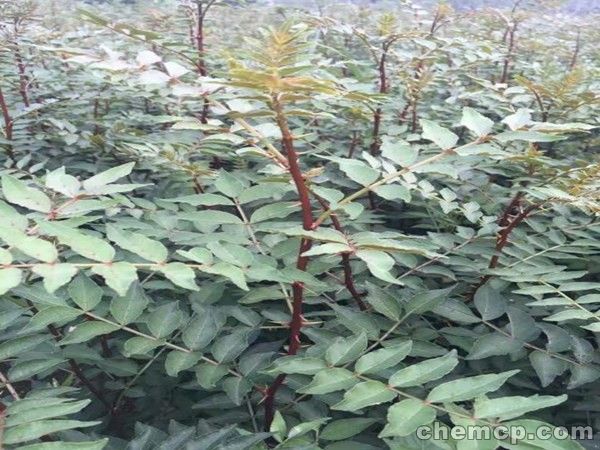 2年生花椒苗栽植要求