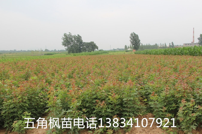 五角楓苗_副本.jpg