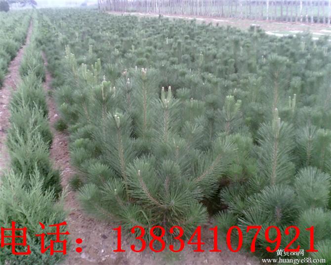 定植油松.jpg