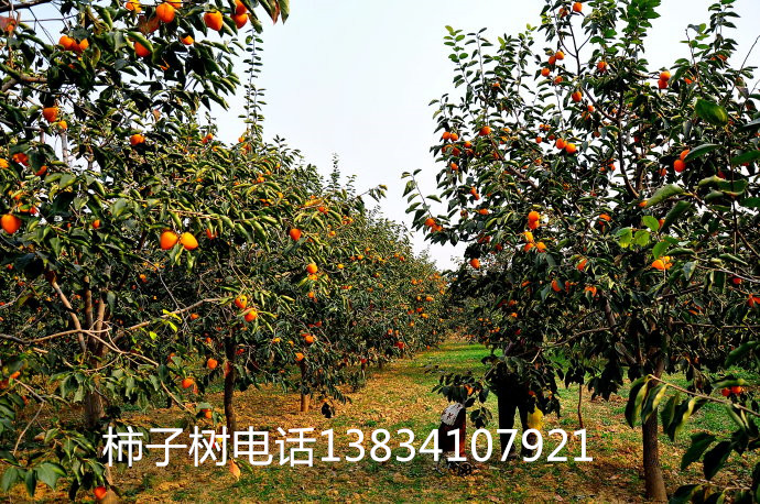 柿子樹_副本.jpg