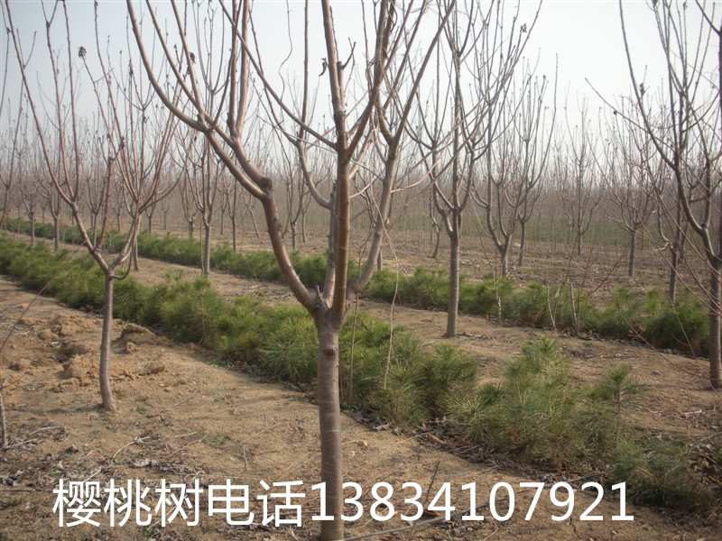櫻桃樹_副本.jpg