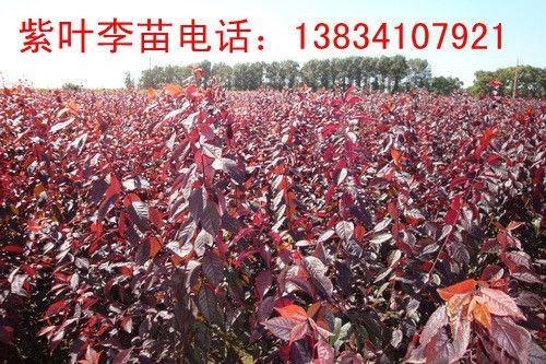 紫葉李.jpg