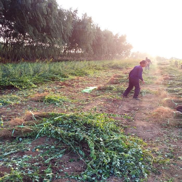 1年2年3年連翹苗價(jià)格+1年連翹苗+2年連翹苗+3年連翹苗