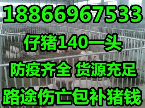 湖北现在三元仔猪今日最新消息价格