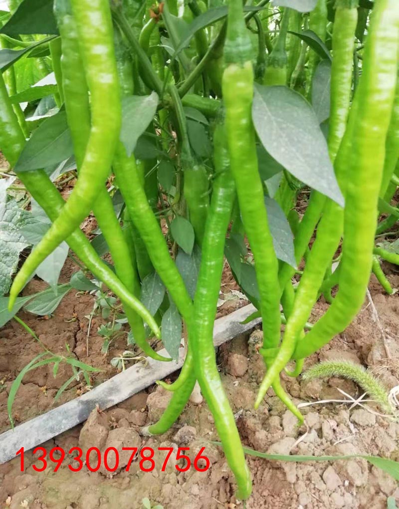 3、長(zhǎng)線王綠果.jpg