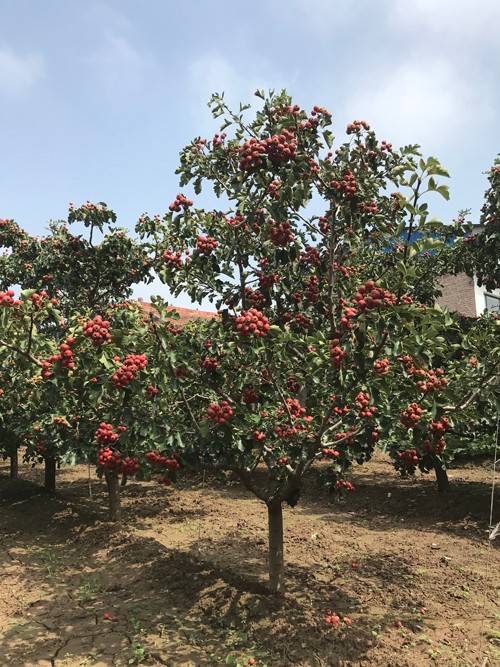 6公分山楂樹1.jpg