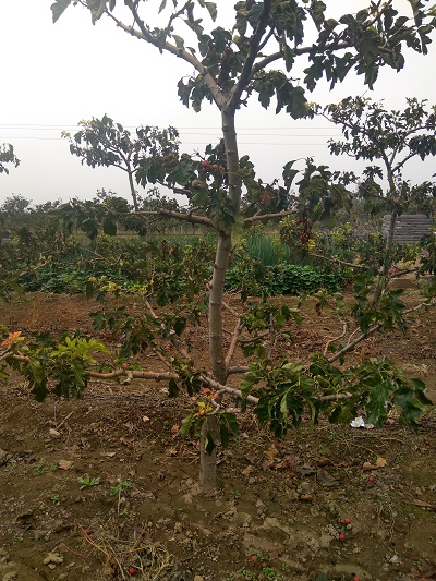 8公分山楂樹.JPG