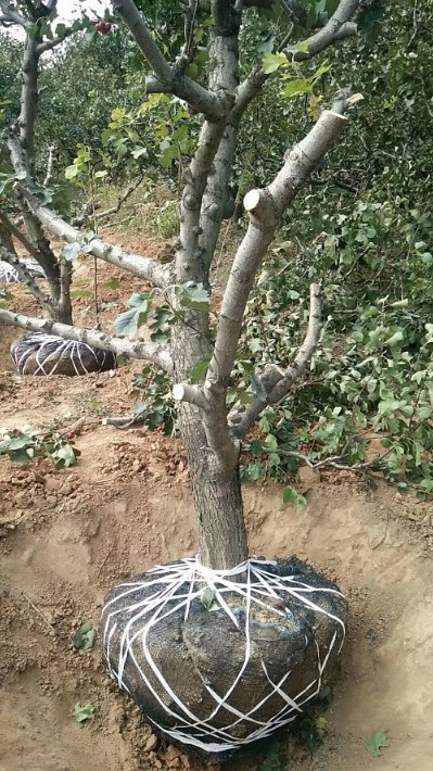 15公分山楂樹.JPG