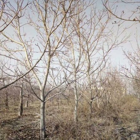 核桃樹基地.jpg