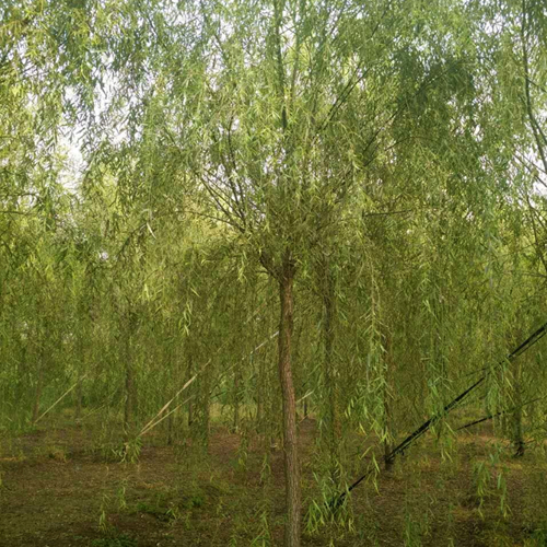 垂柳3.jpg