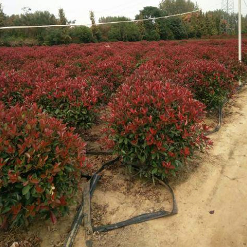 紅葉石楠22500.jpg