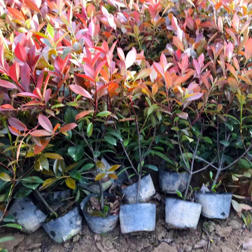 紅葉石楠15.jpg