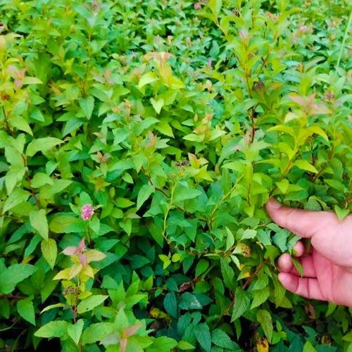 繡線菊1.jpg