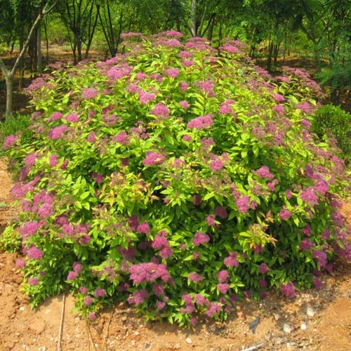 繡線菊2.jpg