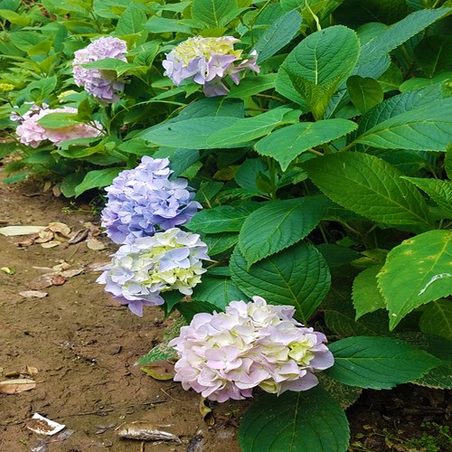 20180604_120033.jpg