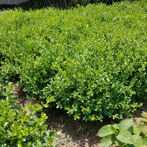 黃楊1.2.jpg