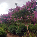 紫薇树多少钱一棵直径5公分至8公分报价