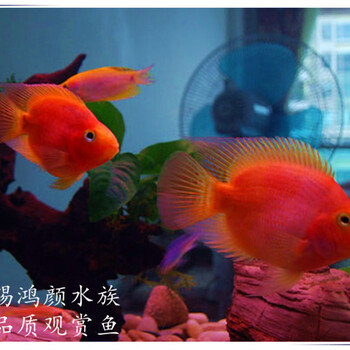 宜興上門清洗魚缸魚池洗魚缸觀賞魚銷售