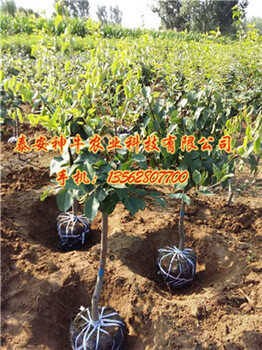 2公分梨樹苗二公分黃金梨樹苗