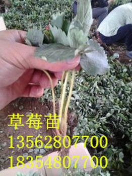 组培白草莓苗基地脱毒草莓苗哪里有卖的