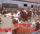 肉牛犊多少钱一头肉牛犊价格