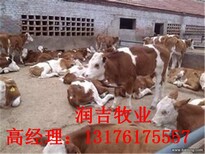 牛犊现在价格小肉牛犊新价格图片0