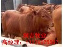 牛犊现在价格小肉牛犊新价格图片3