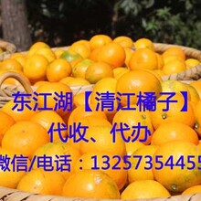 東江湖蜜桔全國包郵一件代發清江柑橘圖片