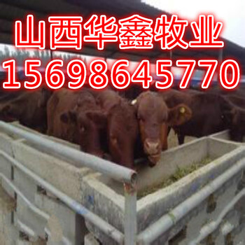 四川省肉牛养殖基地肉牛价格
