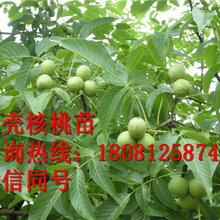 贵州川早核桃苗,贵州川早核桃苗批发,贵州川早核桃苗基地,贵州川早核桃苗价格图片