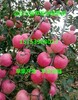 山东红富士苹果批发价格红富士苹果产地行情