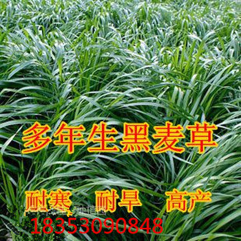 广东省乳源县黑麦草种子养猪牧草品种