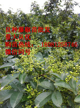 藤椒苗,藤椒产量,藤椒经济价值,藤椒苗出售图片