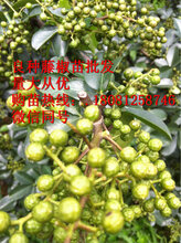 藤椒苗,藤椒产量,藤椒经济价值,藤椒苗出售图片