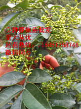 藤椒苗管理技术,藤椒苗种植技术,藤椒苗出售,藤椒苗批发图片