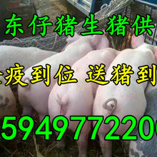 山东省仔猪养殖基地外三元仔猪价格图片