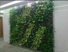 北京哪里有仿真植物墙定做仿真植物墙墙体垂直立体