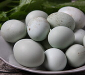 湘西特产基地批发纯原生态绿壳蛋散养新鲜农家土鸡蛋初生蛋