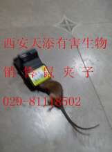 西安灭老鼠的公司专业捕老鼠抓老鼠除老鼠单位灭鼠