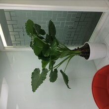 北京花卉租擺公司