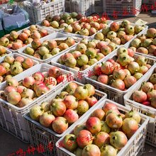 河阴软籽石榴嫁接树苗图片