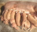 猪场大量出售良种瘦肉型仔猪
