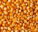 鑫弘宇饲料大量收购玉米、小麦、菜粕图片