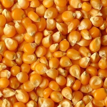 饲料厂大量收购玉米