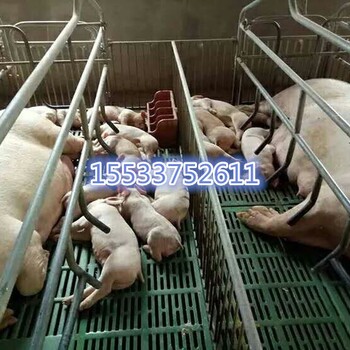 泊头福临母猪产床2.13.6自动化喂料供应厂家