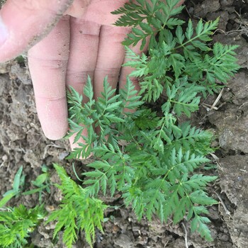 福建中藥材種植白芨種苗重樓種苗