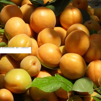 金太阳杏将成熟——陕西万亩杏园